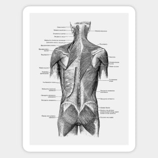 Human Muscular System - Back and Glutes - Vintage Anatomy Sticker